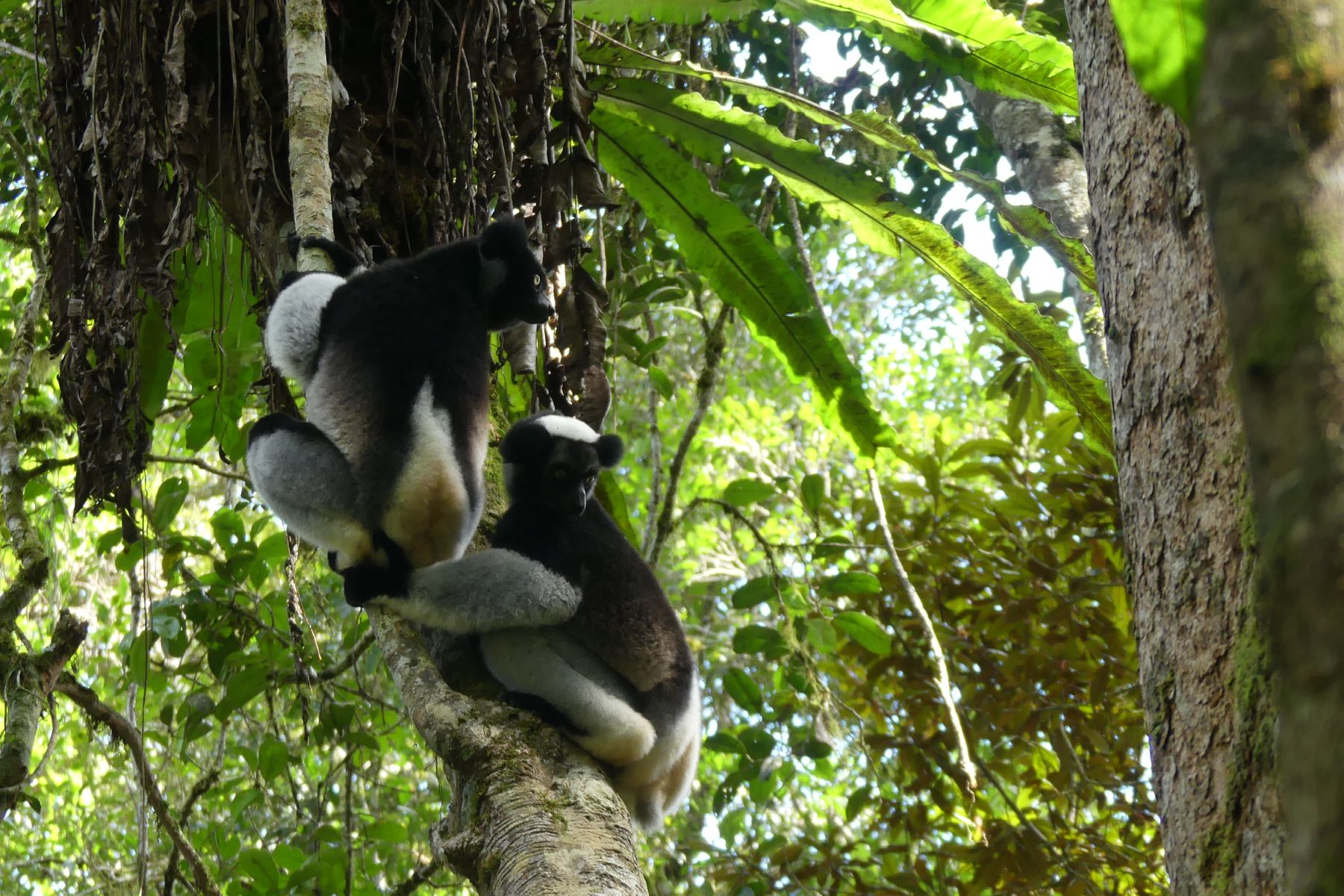 Andasibe - Madagascar