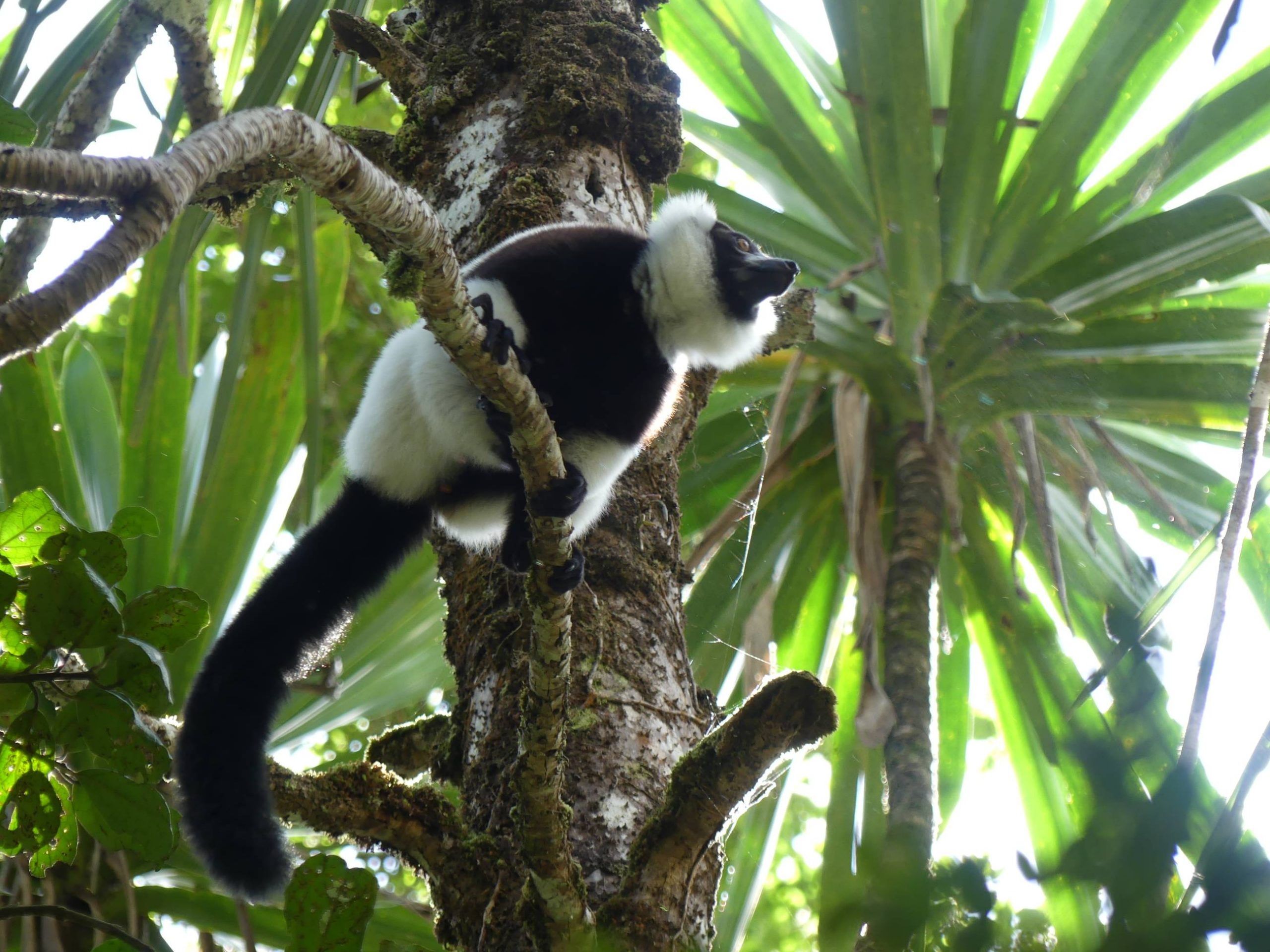 Andasibe - Madagascar - Maki