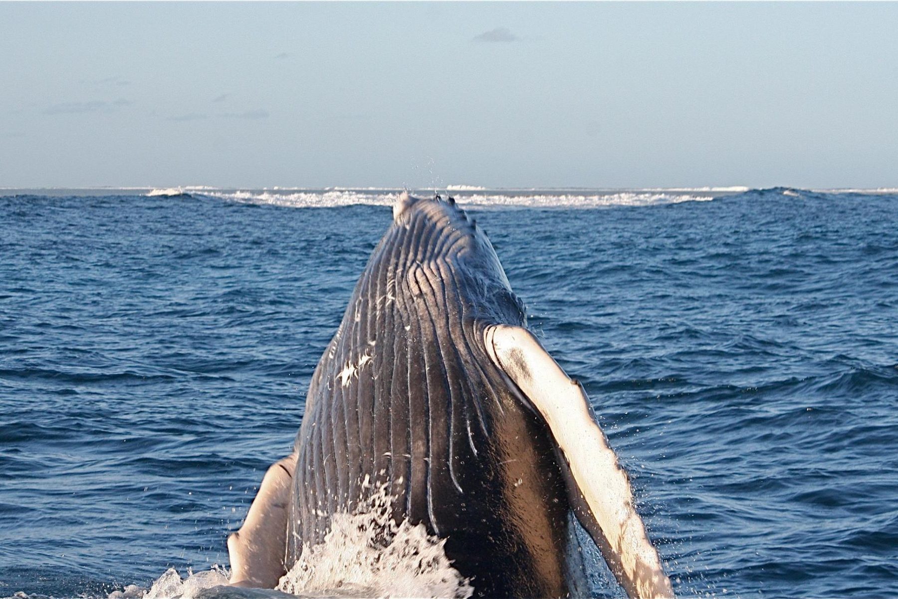 Destination Nature Baleine de Madagascar